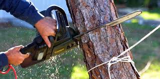 Best Tree Maintenance Programs  in Tahoe Vista, CA